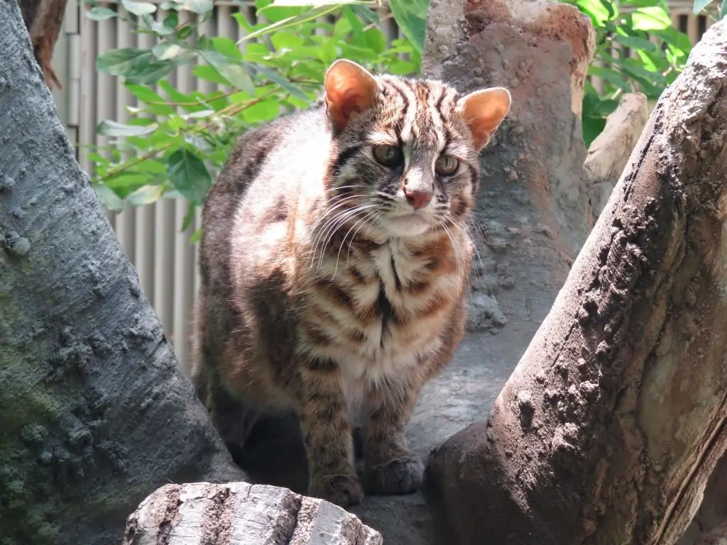 Chakula kwa paka wa Bengal: aina, muundo, vidokezo vya kuchagua. Chakula cha paka cha Royal Canin