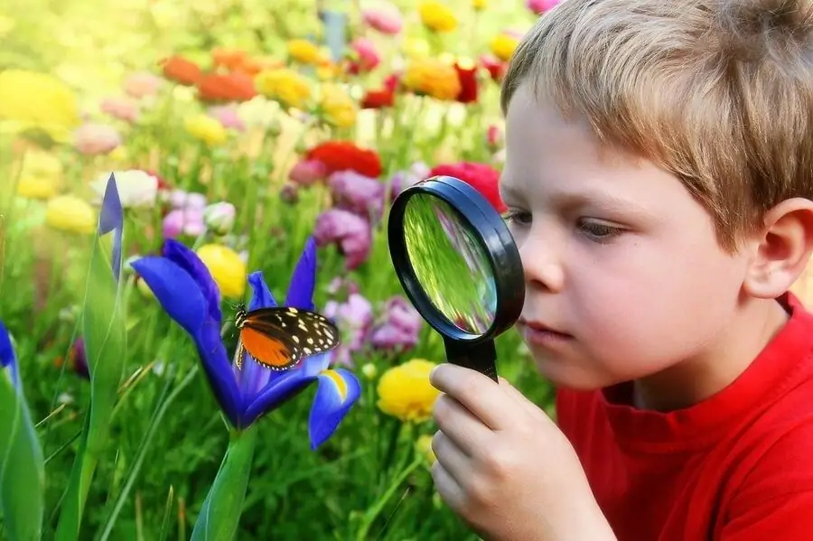 Studying a butterfly