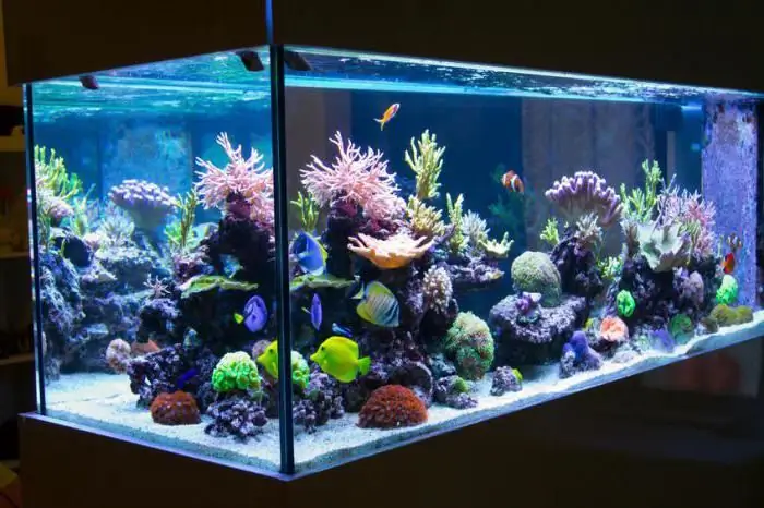 Yuav pib lub thoob dej yug ntses li cas? Aquarium rhaub. Aquarium tu hauv tsev