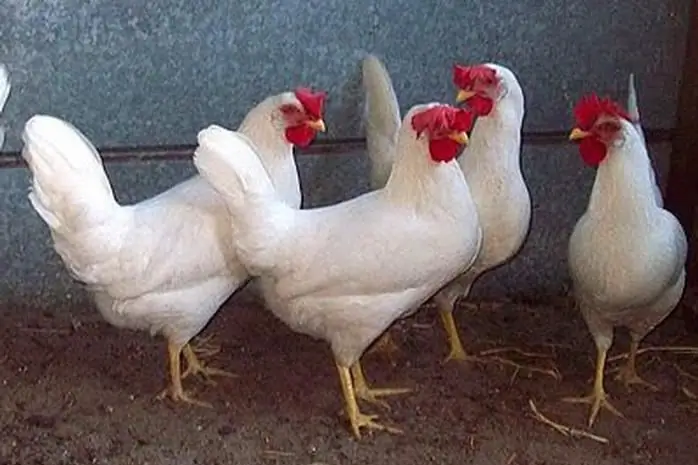 memelihara dan menternak ayam