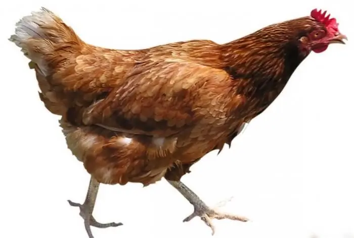 menternak ayam di rumah