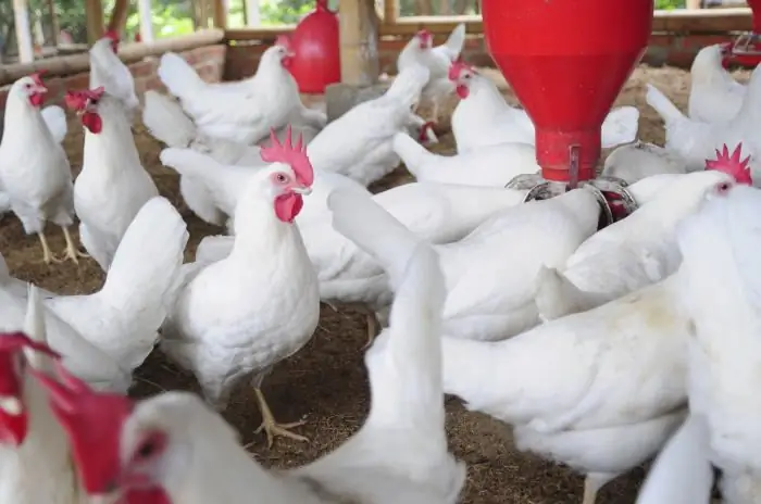 menternak ayam di belakang rumah