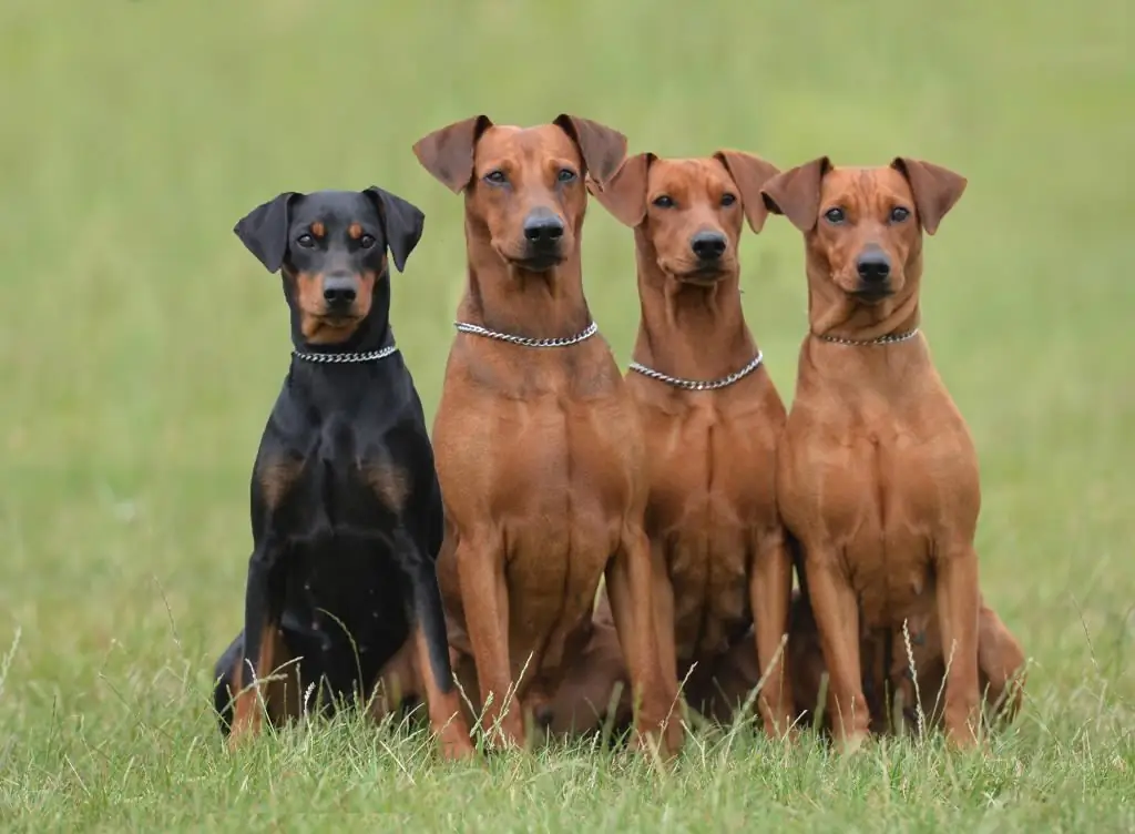 Pinschers allemands de différentes couleurs