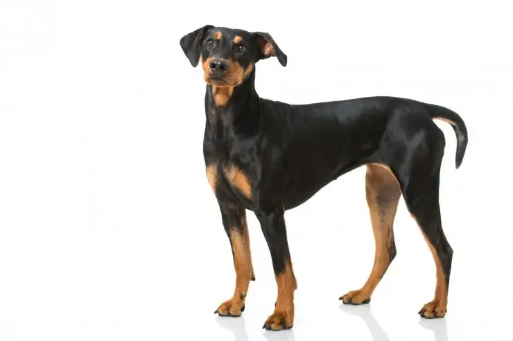 Pinscher Jerman dengan tan