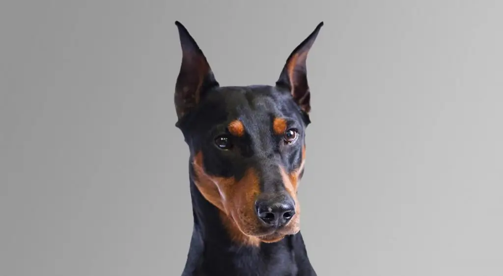 Pinscher standard