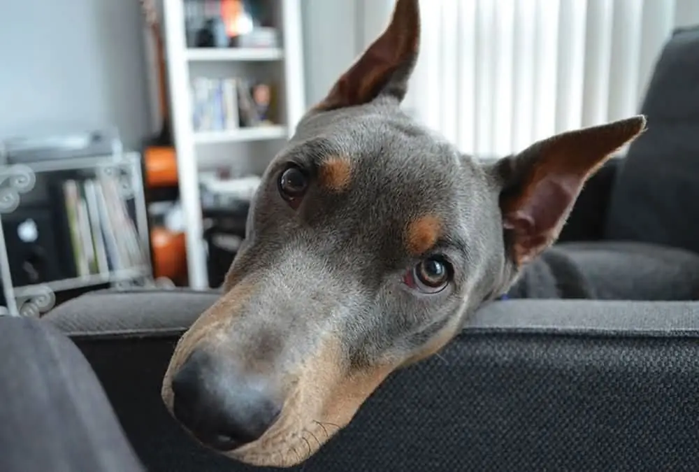 Pinscher allemand dans l'appartement