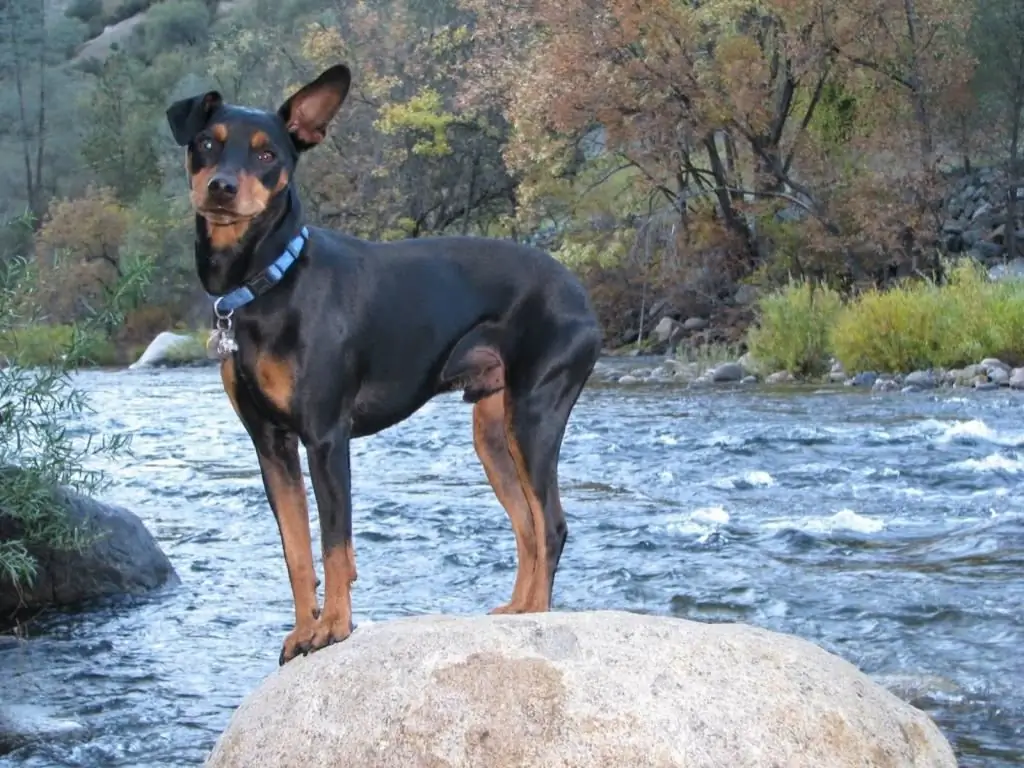 Pinscher standard në një shëtitje