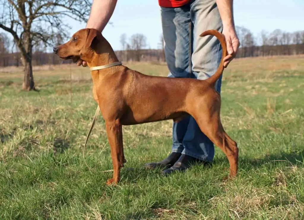 Κόκκινο γερμανικό Pinscher