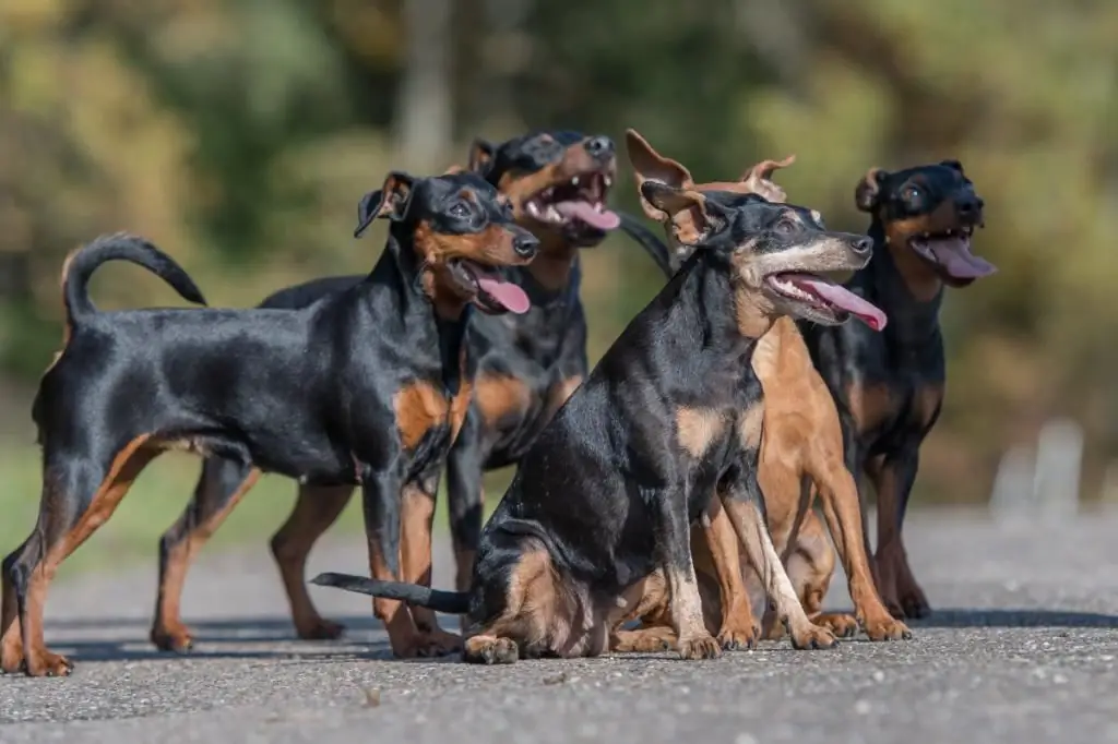 Qentë Pinscher në miniaturë