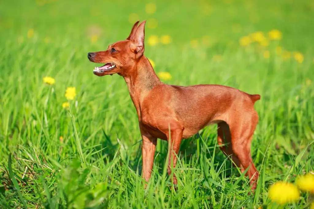 nyekundu miniature pinscher