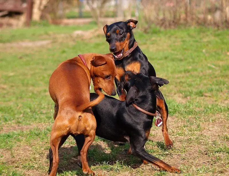 Qualitats de la raça pinscher miniatura