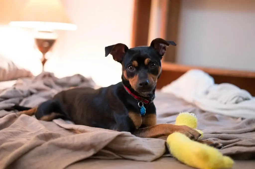 Maudhui ya pinscher miniature