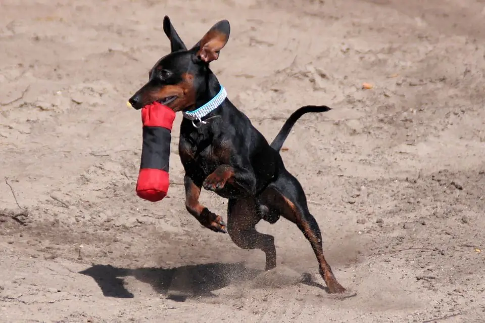 Entrenament de Pinscher miniatura