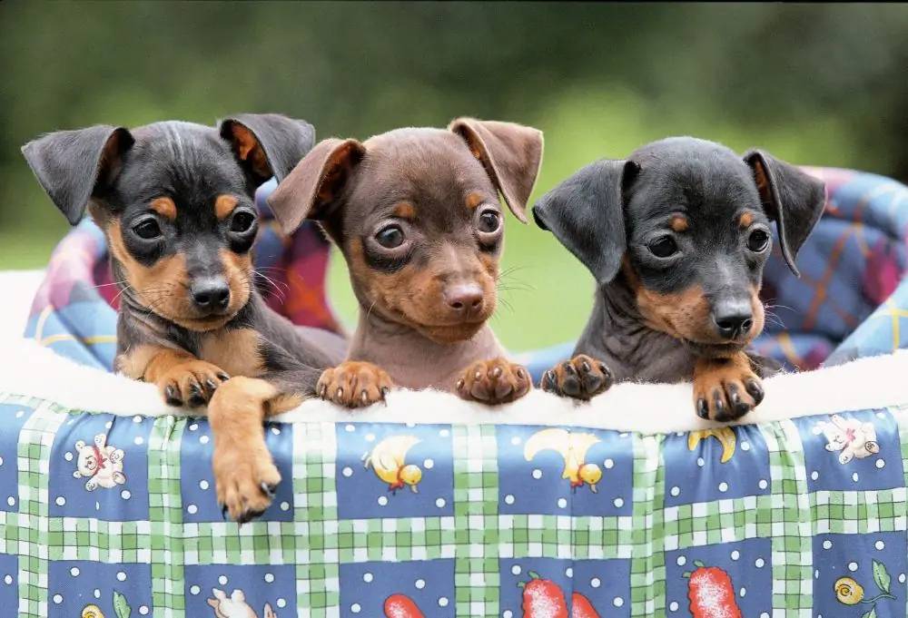 cadells de pinscher miniatura