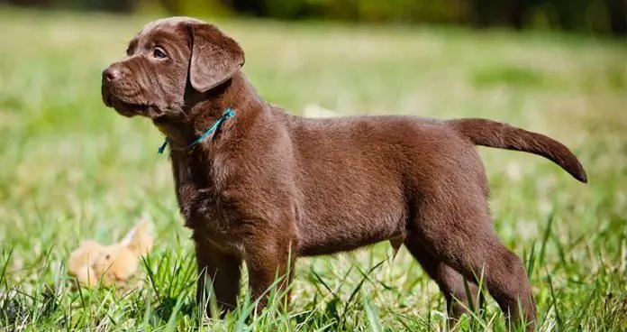 labrador puppy timbang