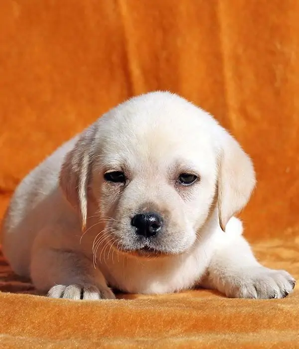 timbang ng labrador