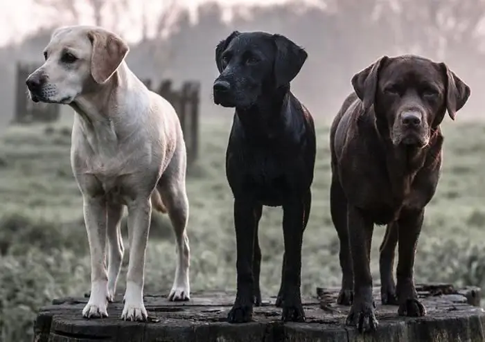 peso do labrador por mês