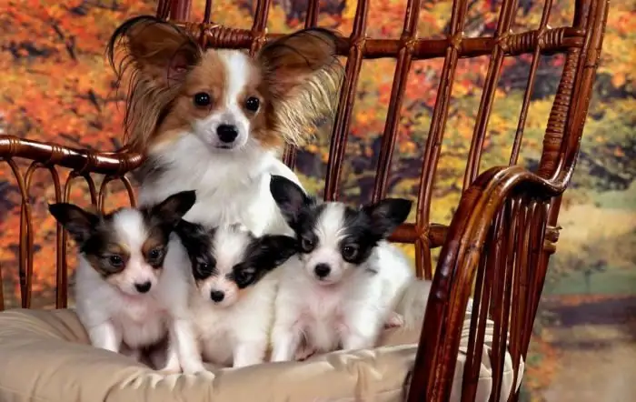 Papillon dog. Papillon (dog): price. Papillon dog breed: photo