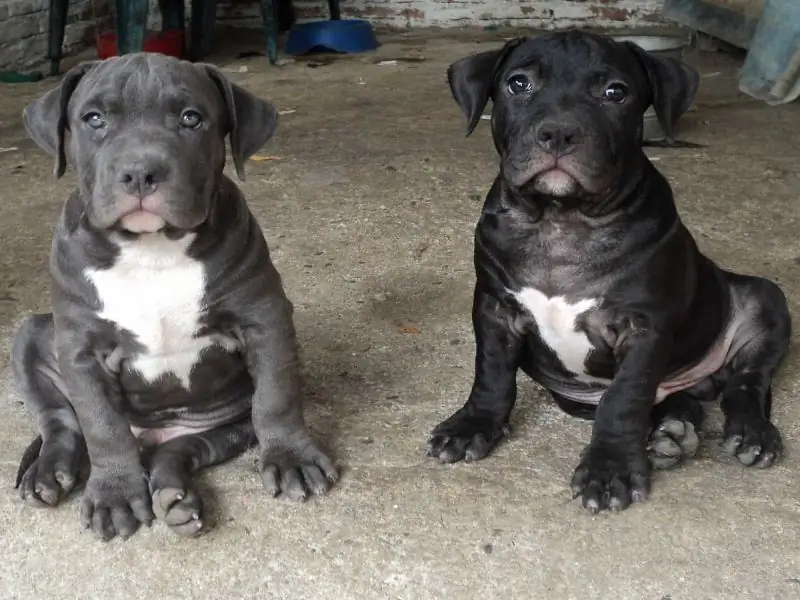 mastiff puppies