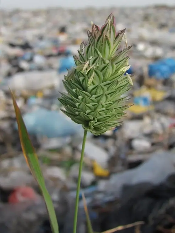 Escape con inflorescencia