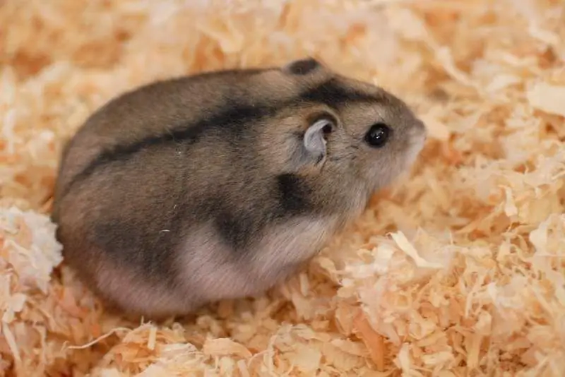 hamster djungarian