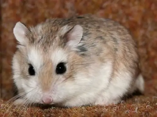 Hamster Djungarian