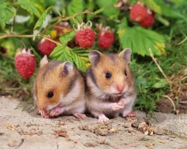 Syrische jonge hamsters