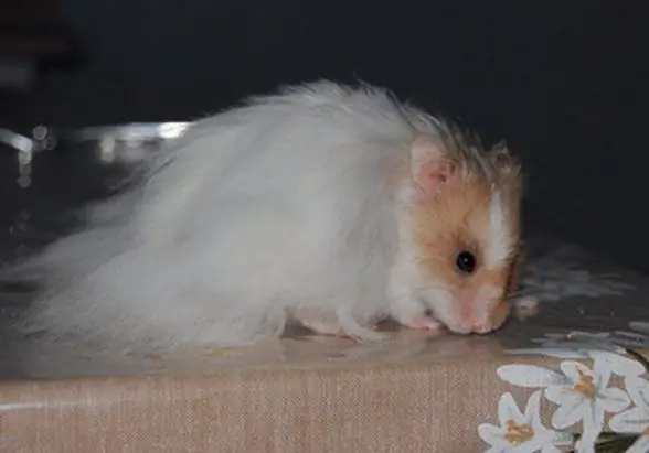 Bamse hamster