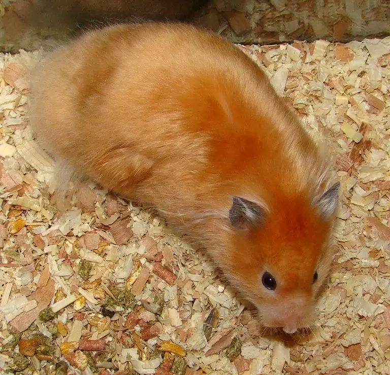 Syrian satin hamster