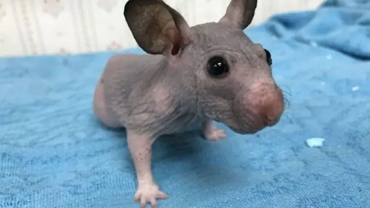 Haarloze Syrische hamster