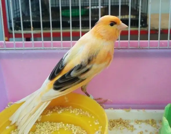 domestic canary