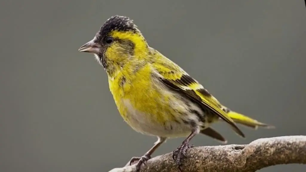 Siskin paukštis