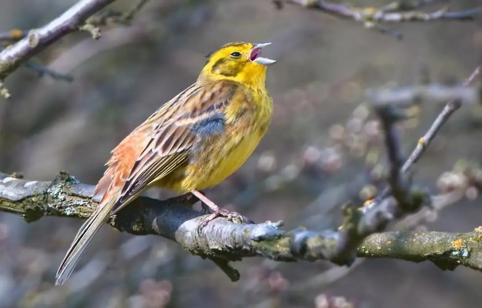 Bruant jaune