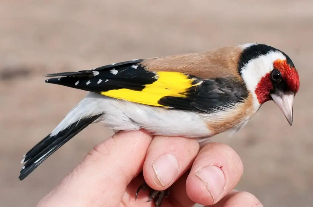 black-headed goldfinch