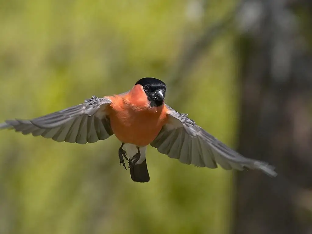 bullfinch