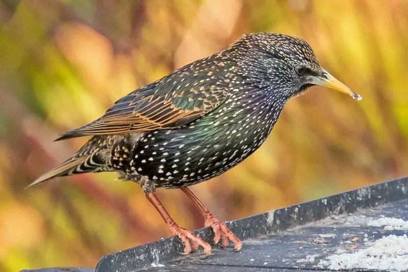 common starling