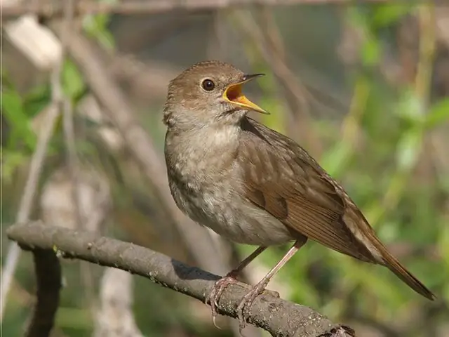 burung bulbul biasa