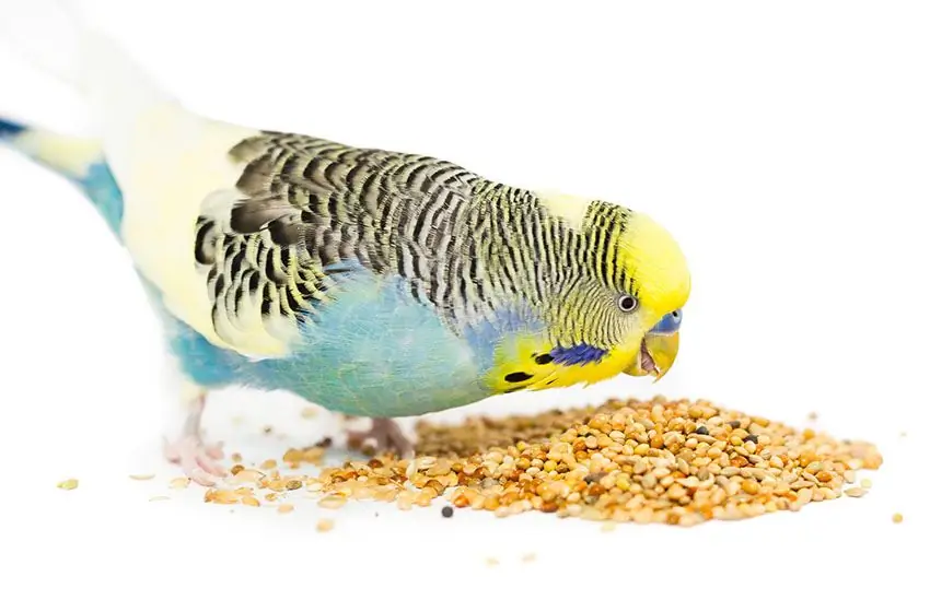 gamutin para sa budgies upang paamuin