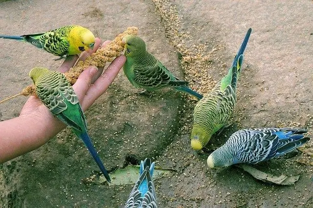 ano ang paboritong treat ng budgerigar