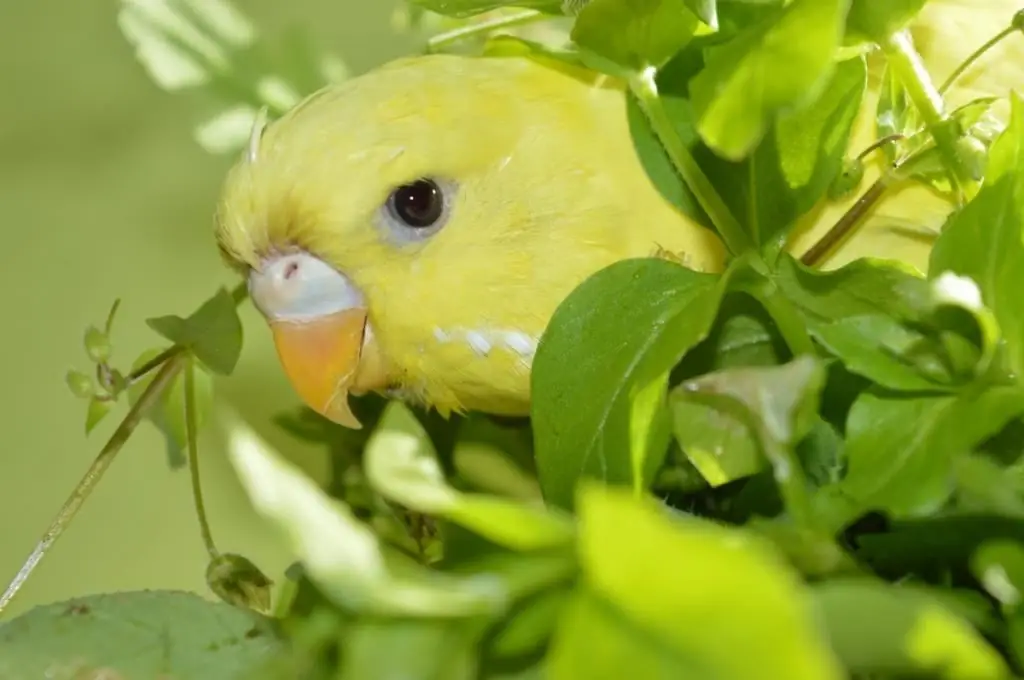 কি আচরণ আপনি budgerigars দিতে পারেন