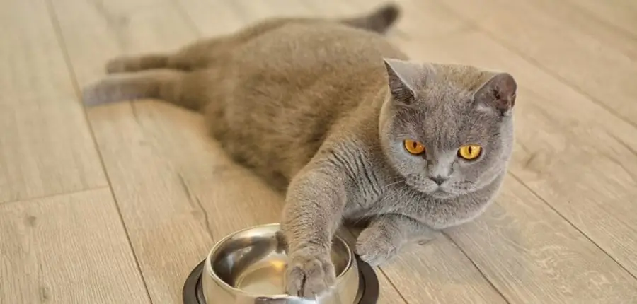 British cat feeding