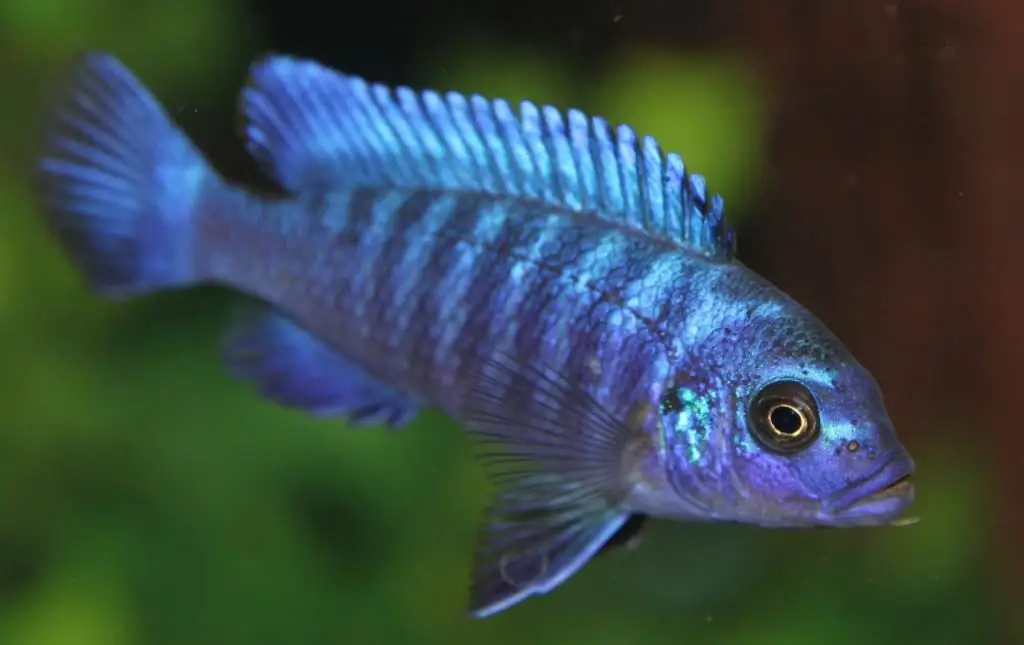 raidallinen cichlid