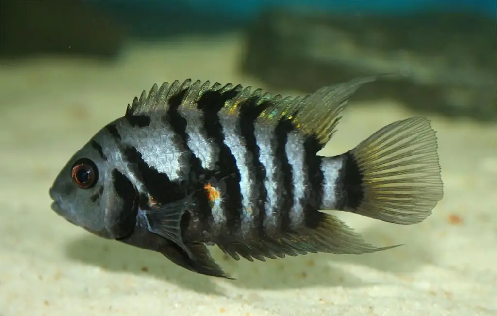 cichlazoma dungi