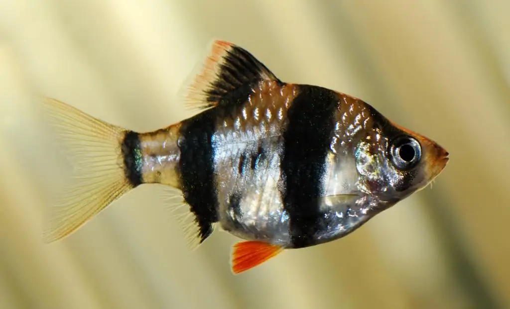 Sumatra barb