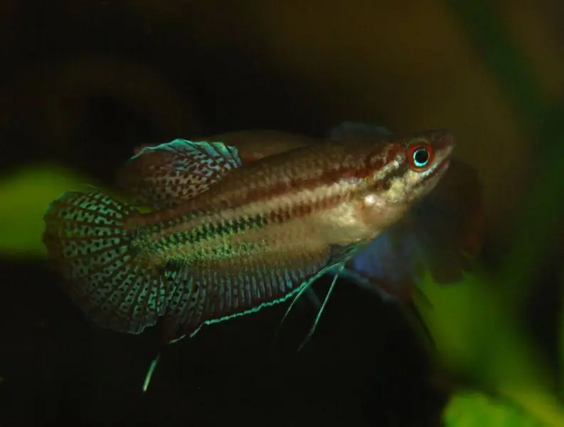 muriseva gourami