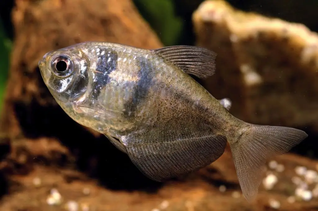 Peixos d'aquari Ternetia