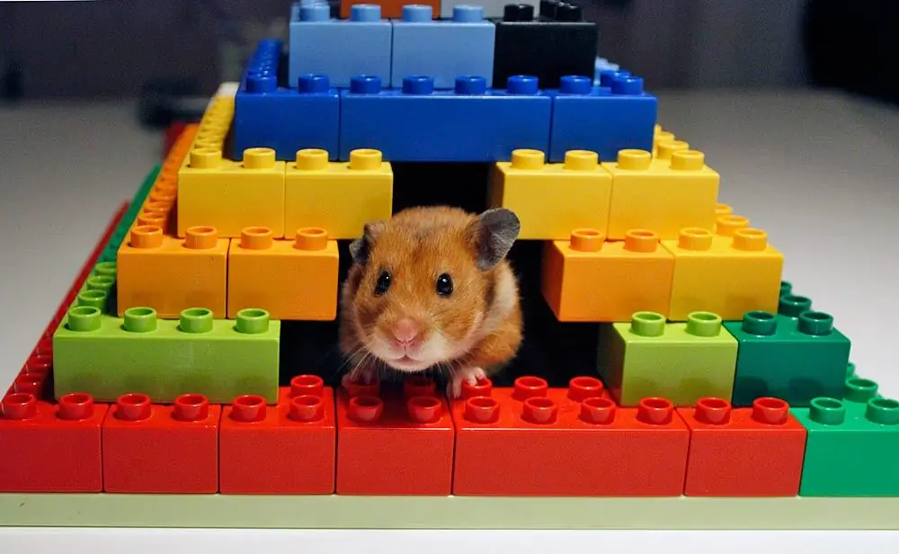 hamster doméstico em casa