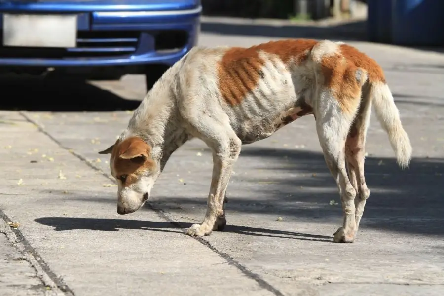 makanan anjing basah