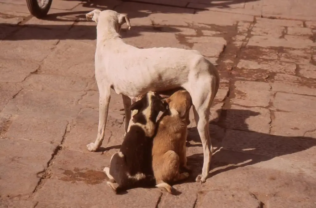 cara memberi makan anjing yang kurang gizi