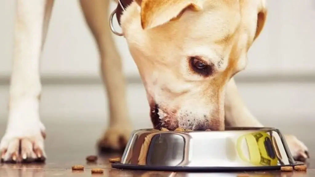 wie man einen hund gerade füttert